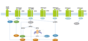 GPCR/G Protein